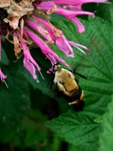 Snowberry clearwing moth (Hemaris diffinis) visiting bee balm (Monarda didyma 'Balmy Pink')