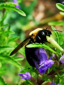 Carpenter bee Xylocopa virginica visiting dragonhead Dracocephalum moldavica