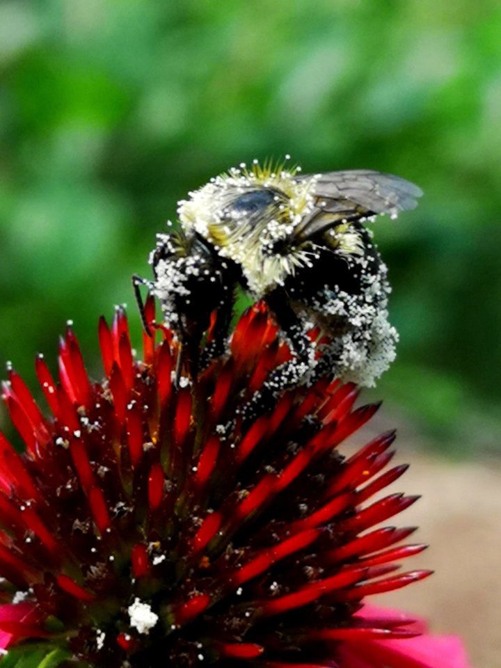 Bumblebee covered with pollen visiting coneflower Echinacea 'Cheyenne Spirit'