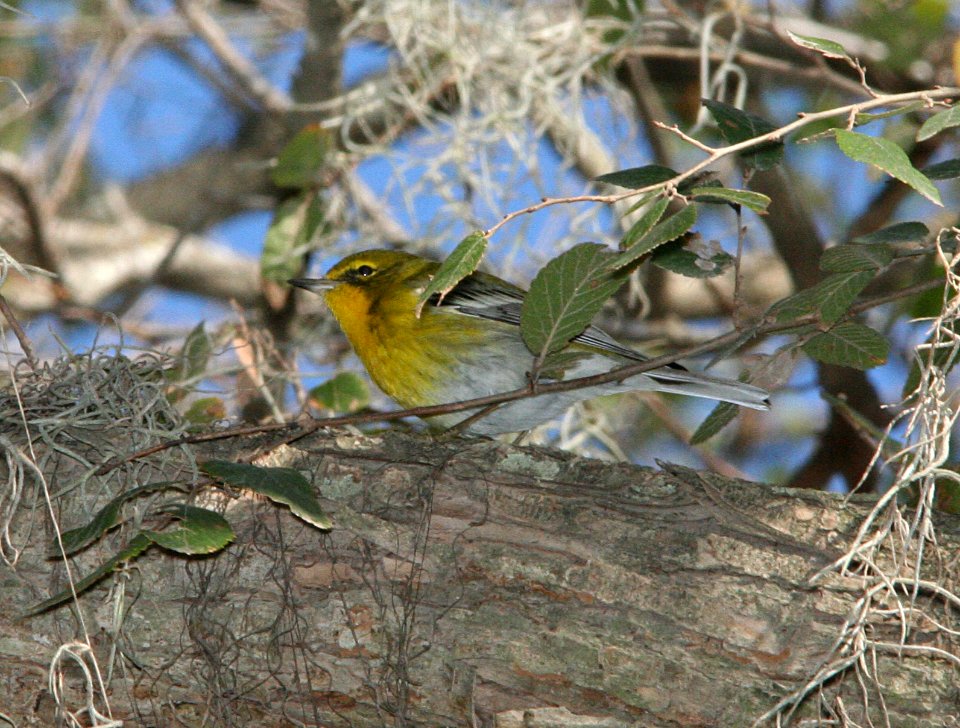 WARBLER, PINE(1-13-09) anzalduas co park, mission, tx 1