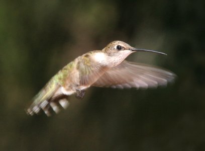 HUMMINGBIRD, BLACK-CHINNED -01