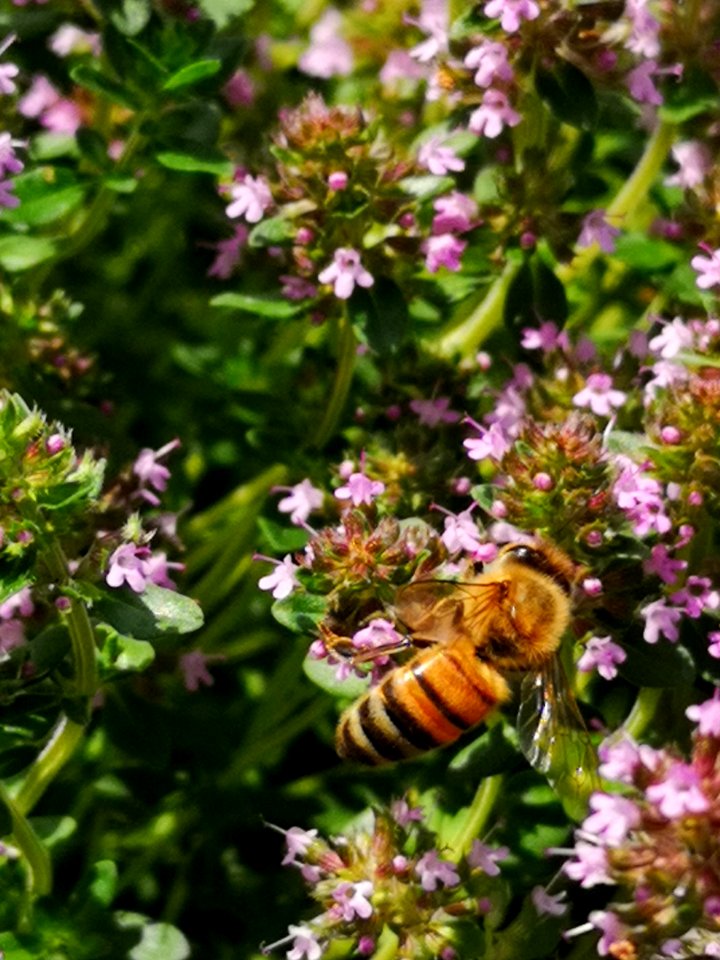Honeybee visiting thyme (Thymus praecox Nutmeg) flowers