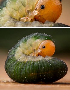 Curled Rose Sawfly caterpillar - Fehéröves levéldarázs hernyója - Allantus cinctus photo