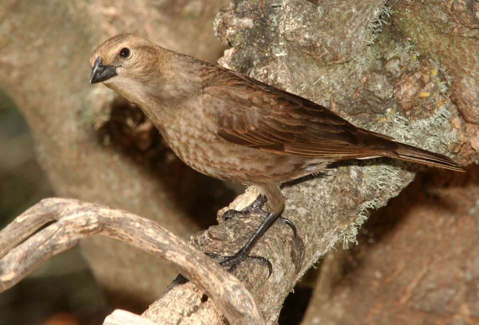 COWBIRD, BROWN-HEADED (5-6-09) fem, canet rd -3