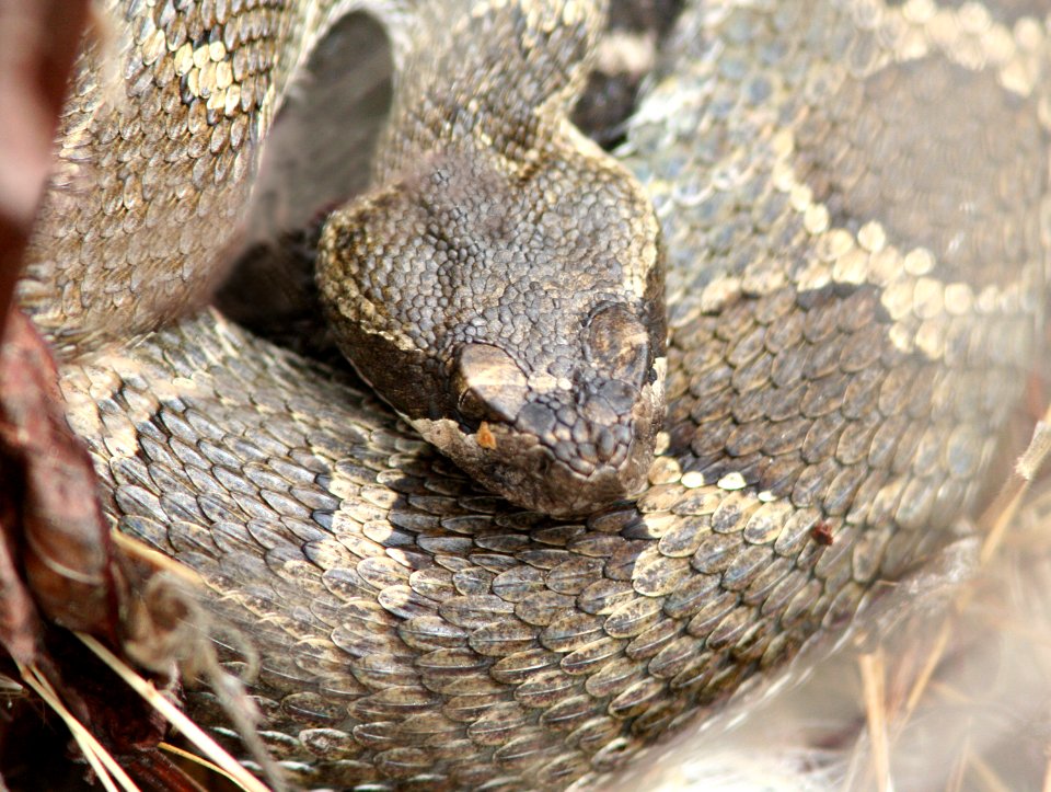 RATTLESNAKE, NORTHERN PACIFIC (crotalis oregonus) (10-3-08) montana de oro state park, slo co, ca -1