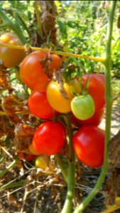 Baylor Paste tomatoes