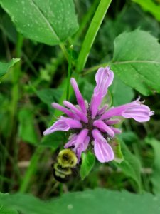 Bumblebee visiting bee balm (Monarda didyma 'Balmy Pink')