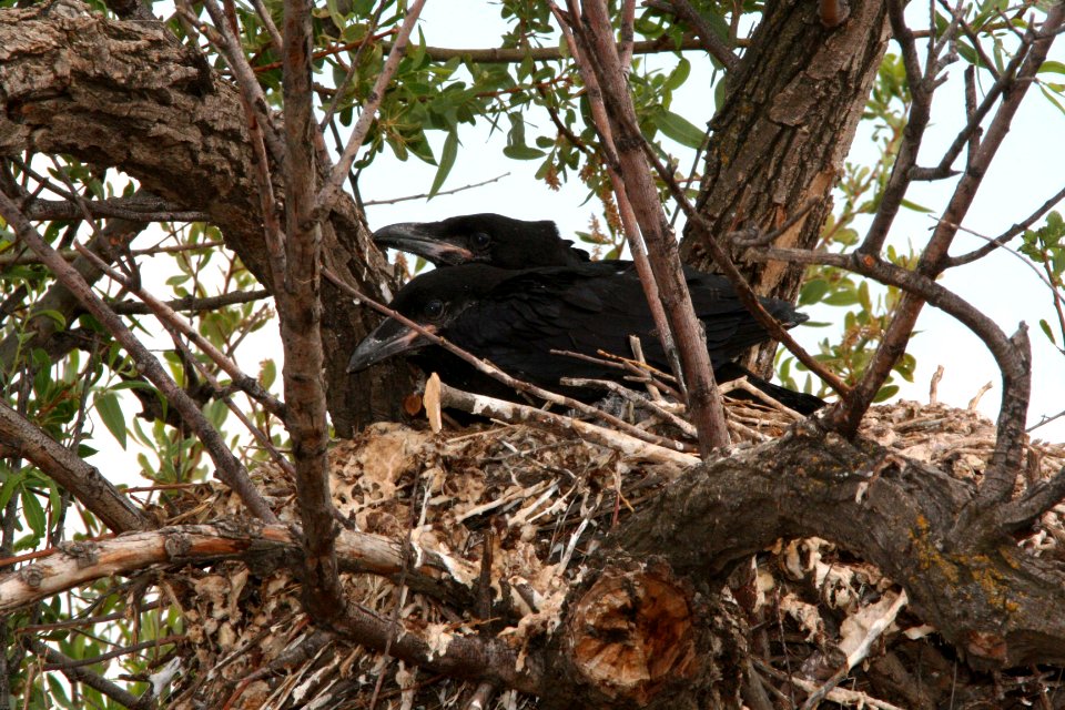 RAVEN, COMMON (6-7-09) nest with 2 young, carrizo -01