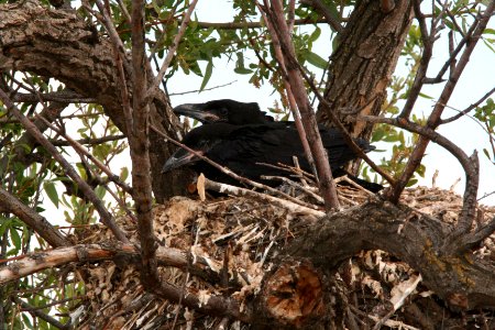 RAVEN, COMMON (6-7-09) nest with 2 young, carrizo -01