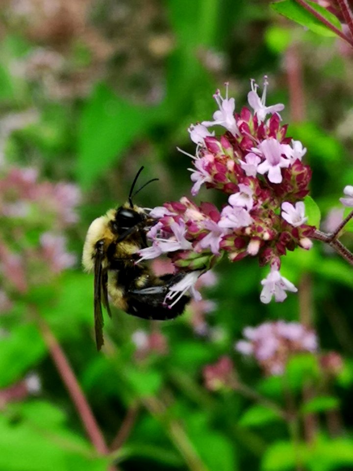 Bumblebee visiting oregano