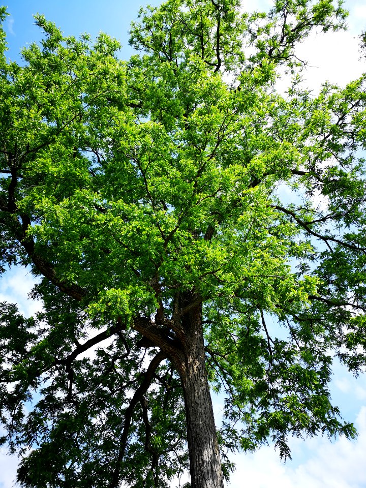 Black walnut (Juglans nigra)