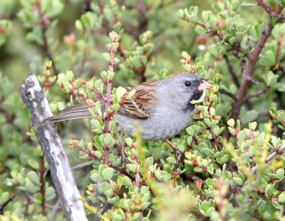 SPARROW, BLACK-CHINNED (6-10-09) tv tower rd -15