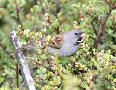 SPARROW, BLACK-CHINNED (6-10-09) tv tower rd -15