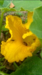 squash bee, cucumber beetles