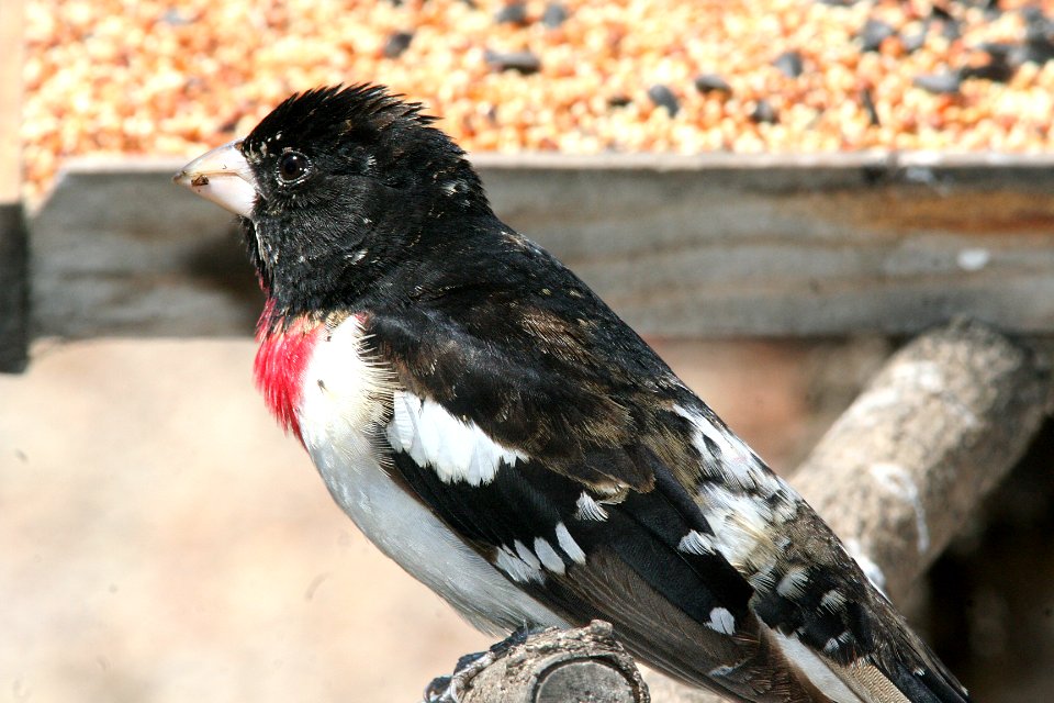 GROSBEAK, ROSE-BREASTED (5-20-09) canet rd -03