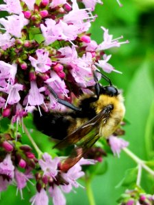 Bumblebee visiting oregano Origanum vulgare