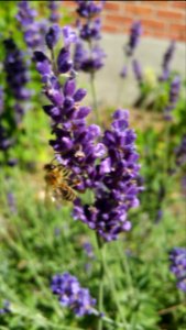Honeybee in lavender photo