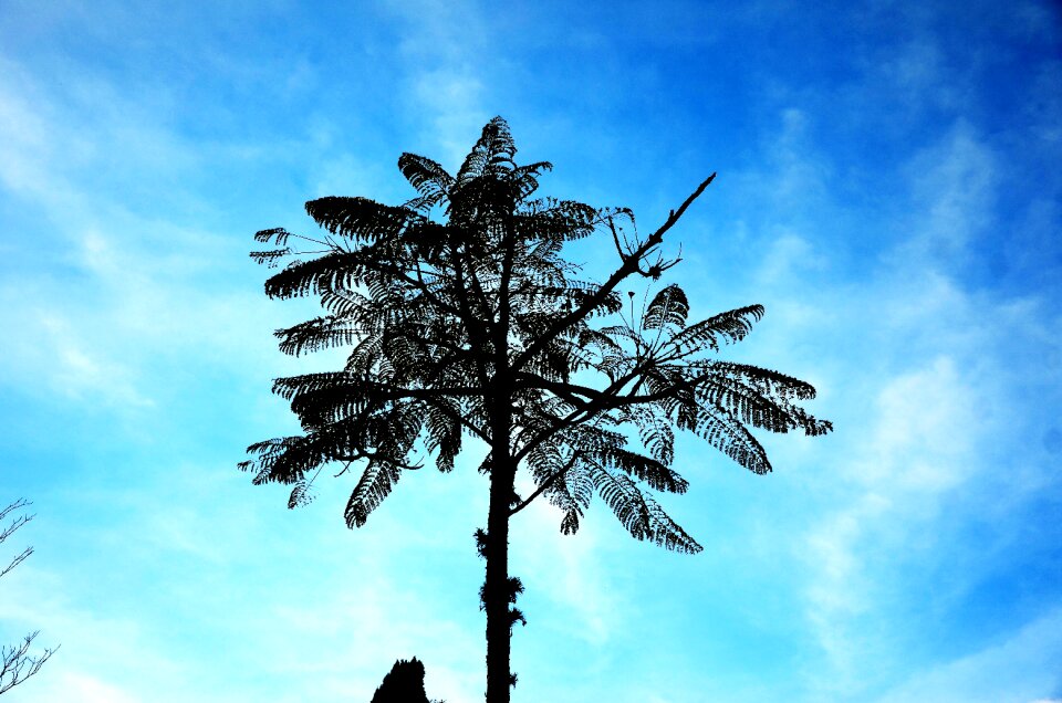 Leaves blue sky clouds