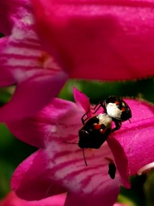 Twice stabbed stinkbugs mating?