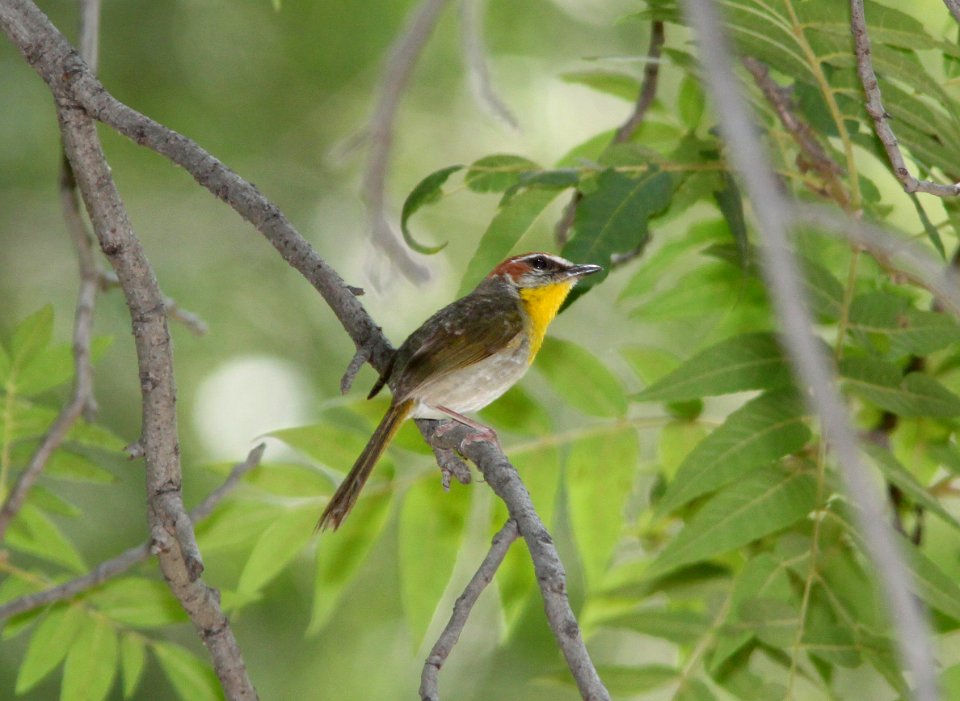 WARBLER, RUFOUS-CAPPED (7-29-09) sonoita creek tlc, patagonia, az -09