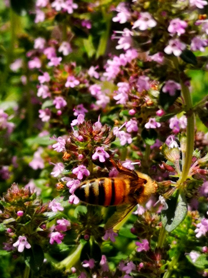 Honeybee visiting thyme (Thymus praecox Nutmeg) flowers