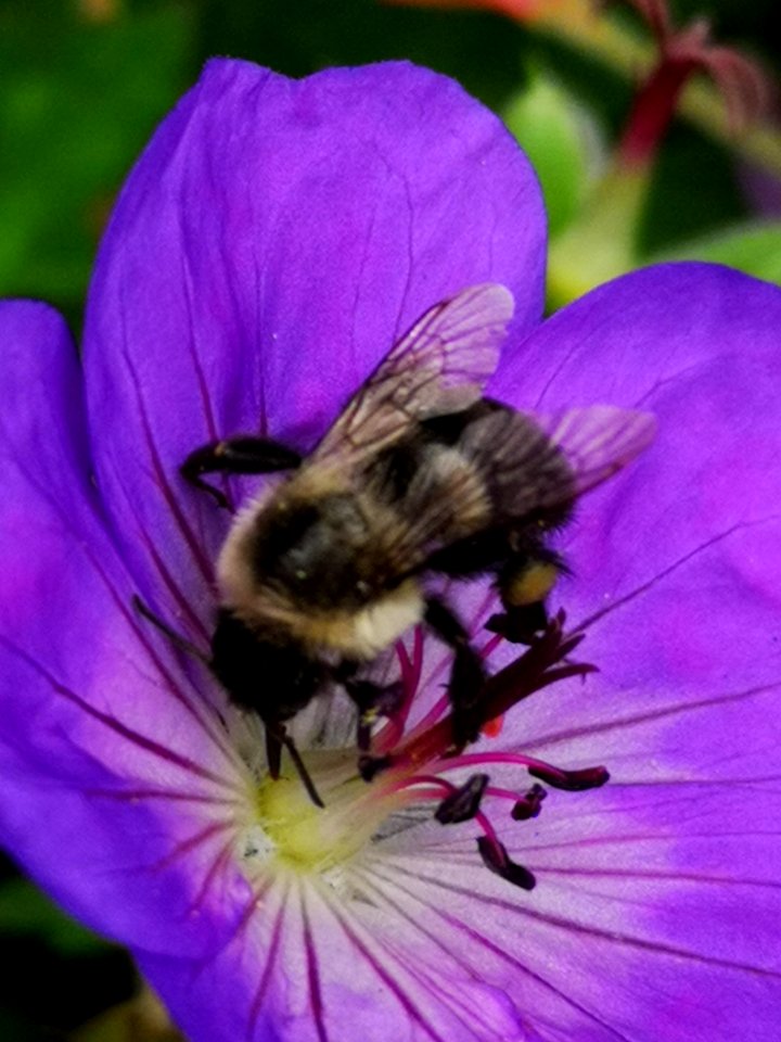 Bumblebee visiting cranesbill Geranium Azure Rush