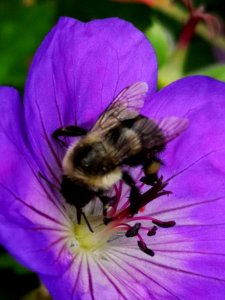 Bumblebee visiting cranesbill Geranium Azure Rush