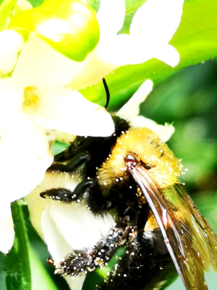 Carpenter bee nectar robbing Daphne (hybrid Eternal Fragrance) flowers, with pollen