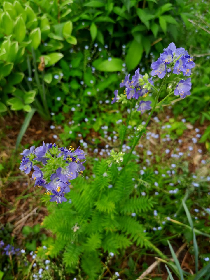 Jacob's ladder (Polemonium caeruleum)