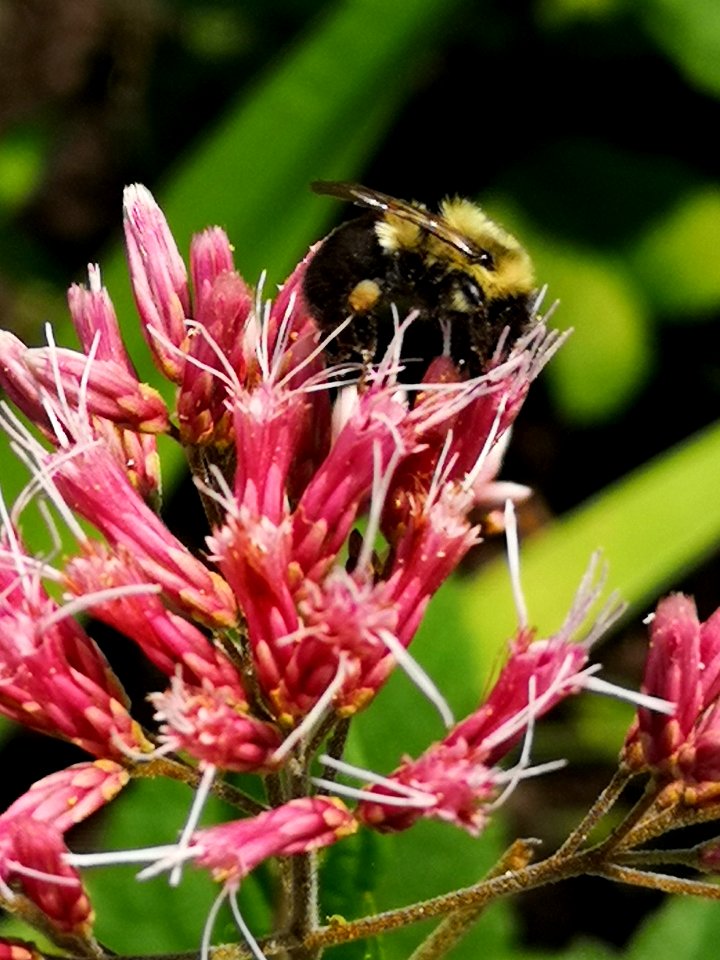 Bumblebee visiting Joe Pye weed Eutrochium or Eupatorium