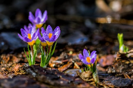 Purple Crocuses photo