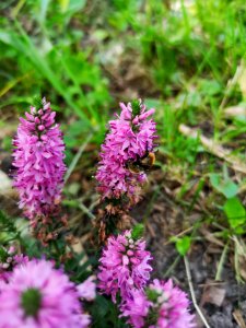 Bee with Veronica Aspire