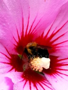 Carpenter bee Xylocopa virginica with pollen visiting rose of Sharon Hibiscus syriacus