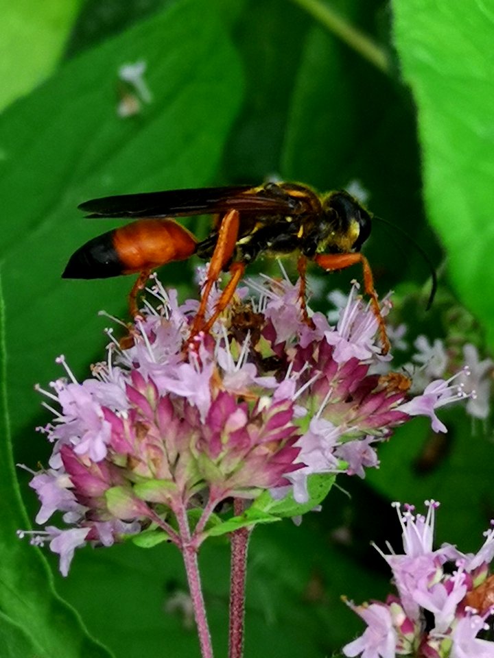 Great golden sand digger wasp Sphex ichneumoneus