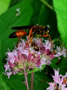 Great golden sand digger wasp Sphex ichneumoneus