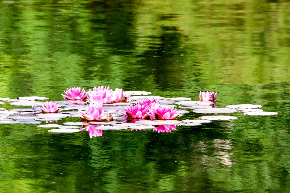 Water Lilies