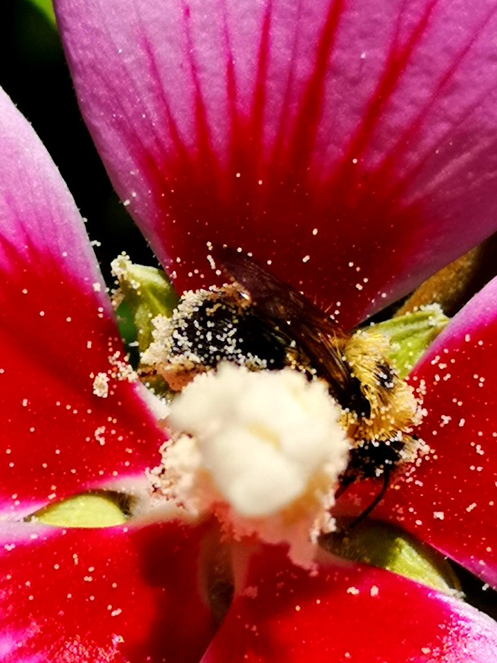 Bumblebee covered in pollen from rose of Sharon Hibiscus syriacus