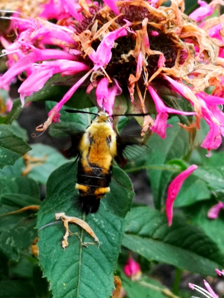 Snowberry clearwing moth (Hemaris diffinis) visiting bee balm (Monarda didyma 'Balmy Pink')