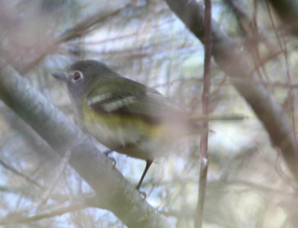 VIREO, BLUE-HEADED (11-11-08) pecho willows, los osos, slo co, ca -01