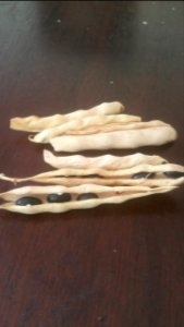 Black Coco bush beans are bigger than Black Valentine but pods not as well filled (gaps)