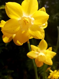 Narcissus Pipit