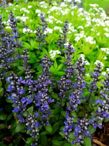 Bugle and woodruff