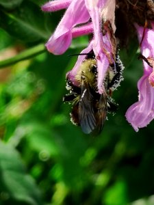 Bumblebee with pollen visiting bee balm flowers Monarda didyma 'Rose Scented'