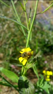 Honeybee on Brassica juncea