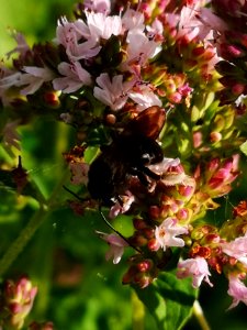 Two-spotted Longhorn bee (Melissodes bimaculatus) visiting oregano flowers (Origanum vulgare)