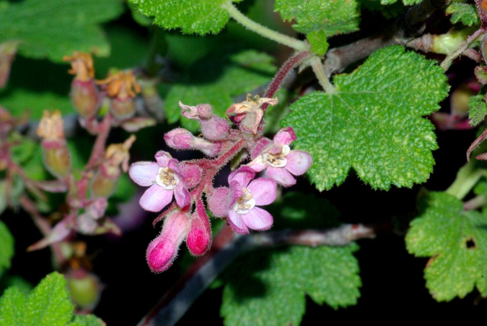 CURRENT, CHAPARRAL (ribes malvaceum var. viridifolium) (2-18-09) cerro alto -02