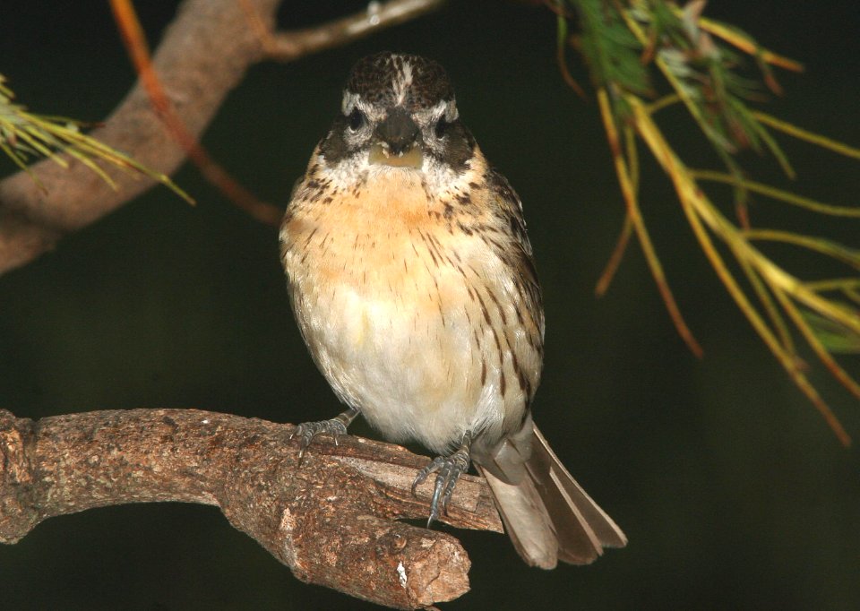 GROSBEAK, BLACK-HEADED (4-28-09) juv, canet -2