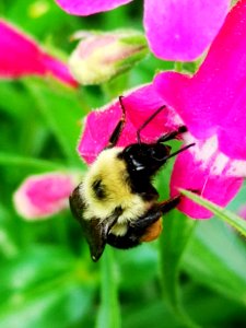 Bumblebee (Bombus) visiting hybrid beardtongue flowers Penstemon Red Rocks