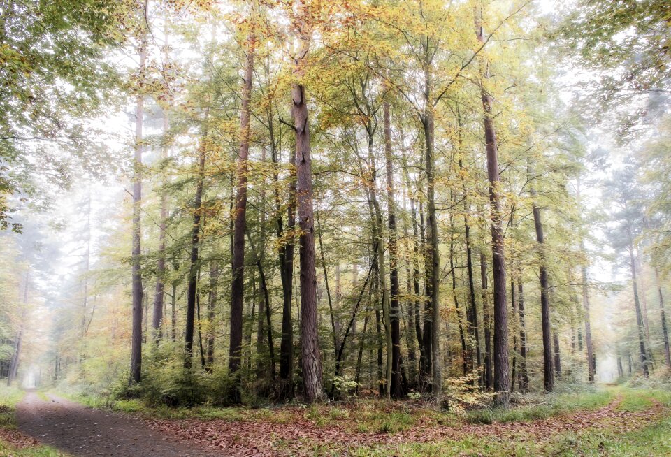 Morning nature mood