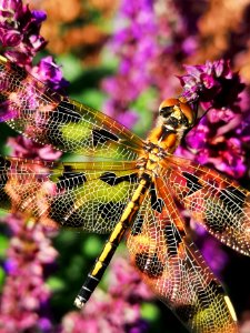 Dragonfly visiting woodland sage (Salvia nemorosa 'Caradonna')